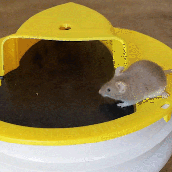 Flip N Slide Bucket Lid Mouse Trap, Safe Mice Trap, Get ride of Rats