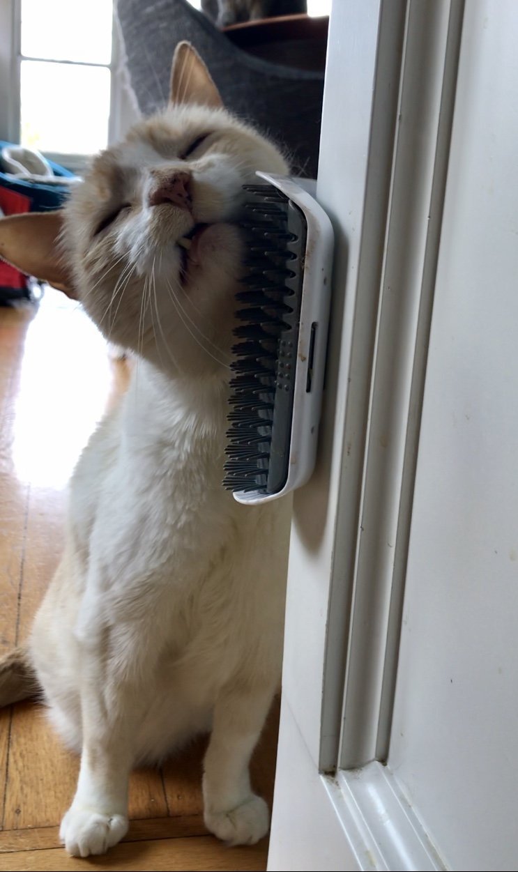 Cat Self Grooming