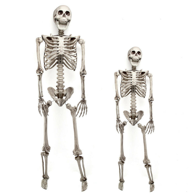 Halloween Prop 5Ft Skeleton Full Size Giant Decoration Skeleton Skull Hand Lifelike Fake Human Body Poseable Anatomy Model Party